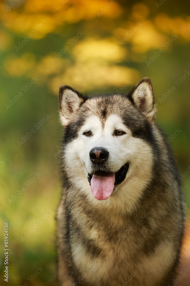 Dog walks in the park, autumn