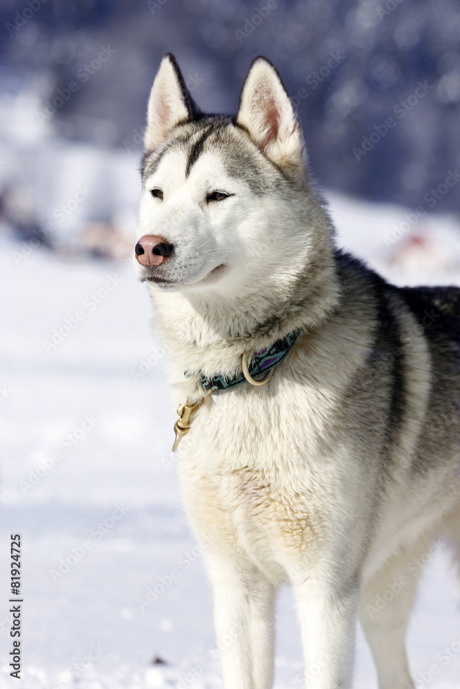Portrait of siberian husky sled dog