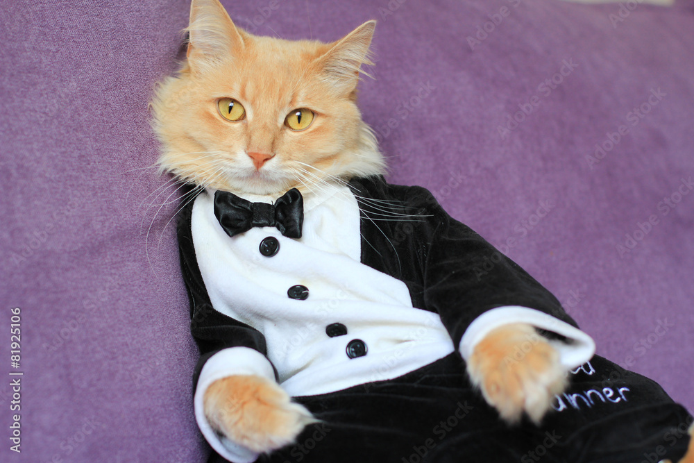 Черный котик в галстуке мем cat wearing tuxedo фотография Stock Adobe Stock