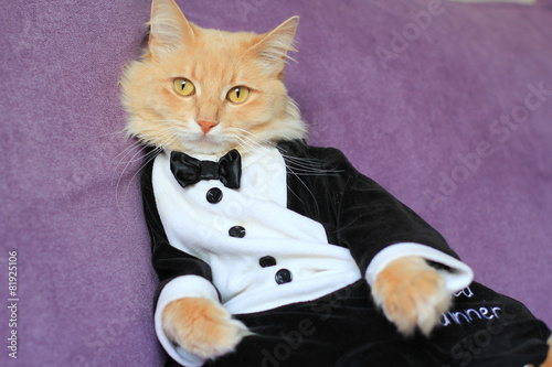 cat wearing tuxedo