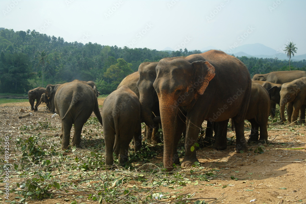 Elephants in Kandy, Sri Lanka