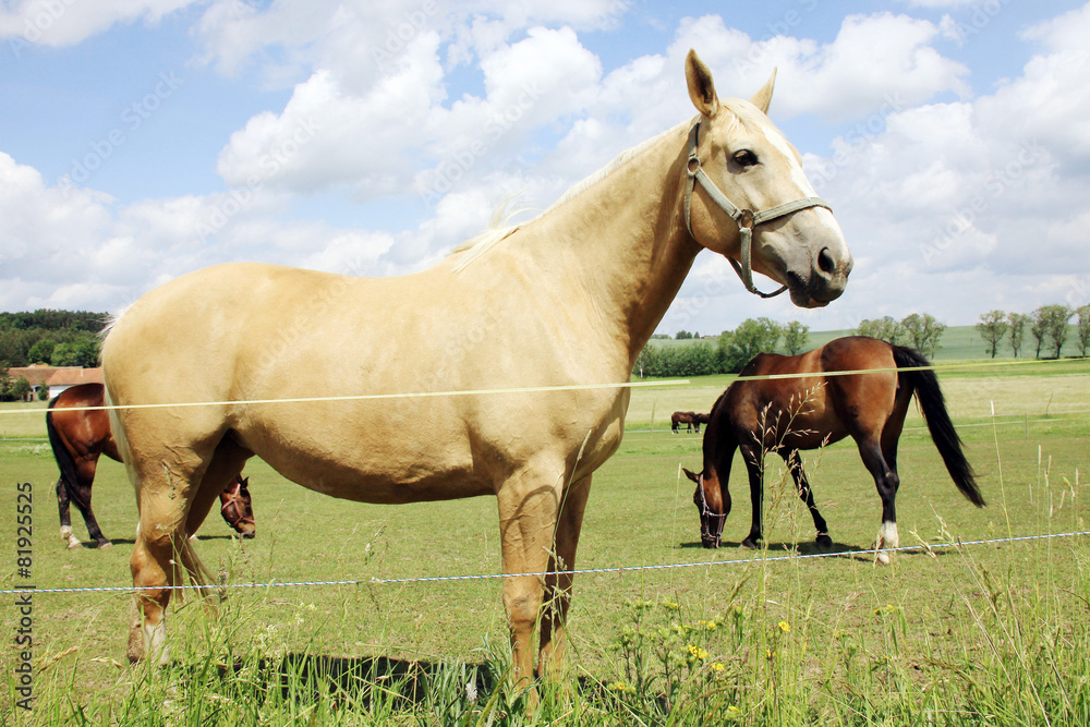 White Horse on the green Pasture