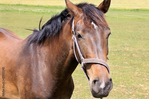 Brown Horse on the green Pasture