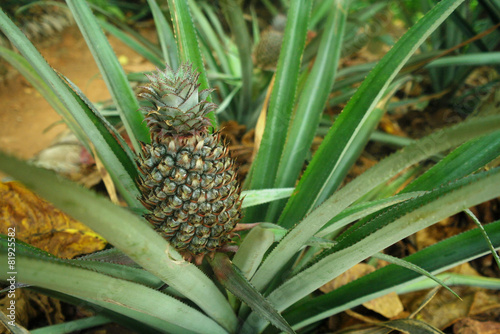 pineapple fruit in nature background
