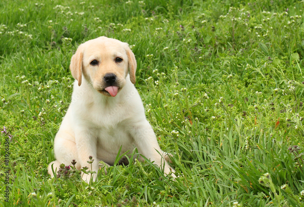 yellow labrador puppy in green grass