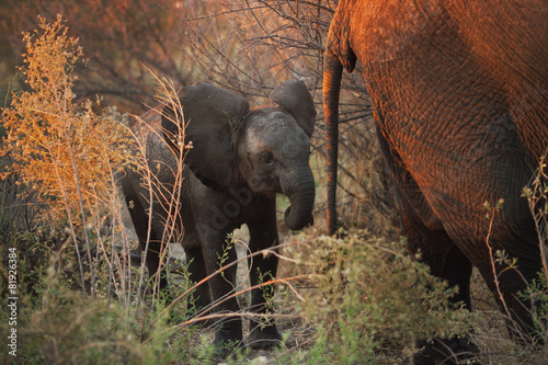 Photography elephants