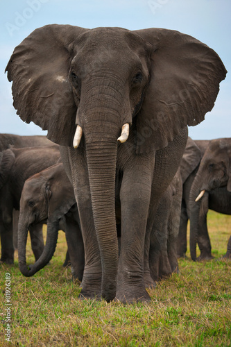 Photography elephants