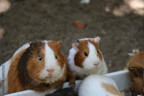 Meerschweinchen