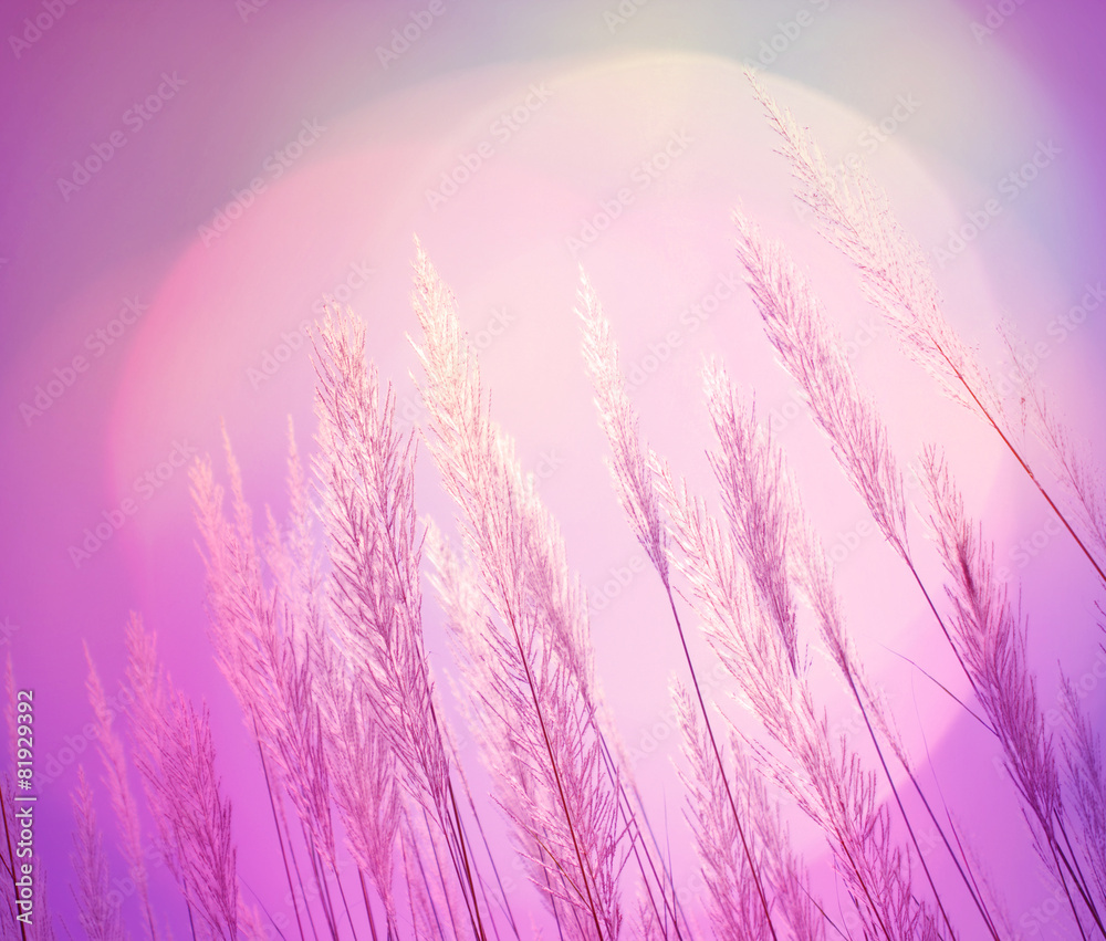 Obraz premium abstract lighting softness Feather Grass background 