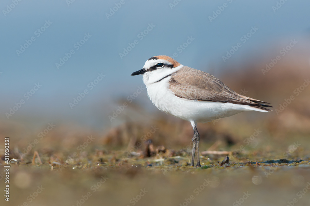 Kentish plover