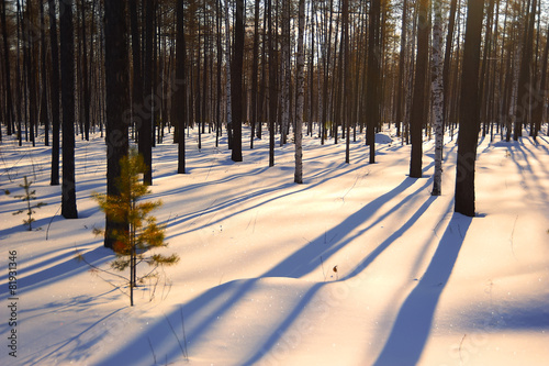 Winter sunset in the forest.