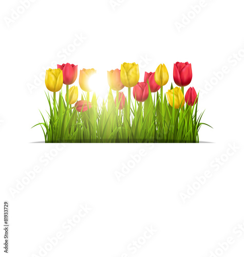 Green grass lawn with yellow and red tulips and sunlight isolate