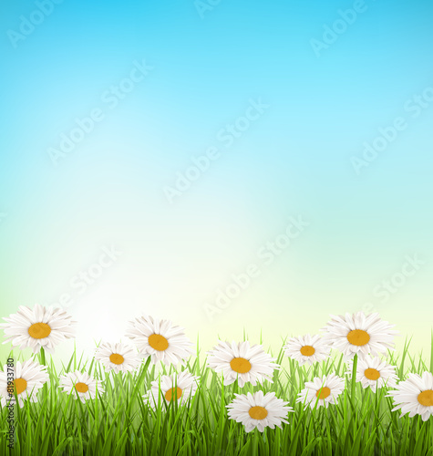 Green grass lawn with white chamomiles on sky background