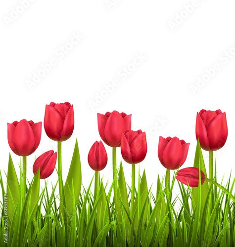 Green grass lawn with red tulips isolated on white. Floral natur
