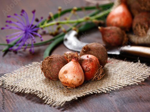 Wild Onion, Lampascioni photo