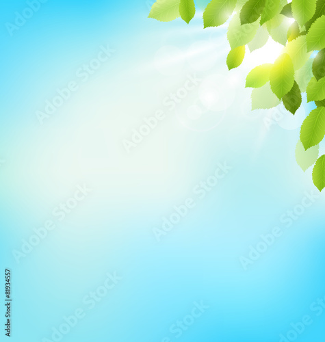 Tree foliage with sunlight on sky. Floral nature spring backgrou