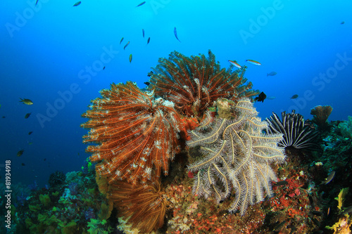 Coral Reef Underwater