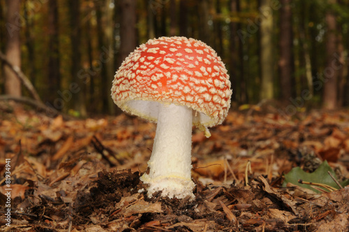 Amanita muscaria, known as fly agaric