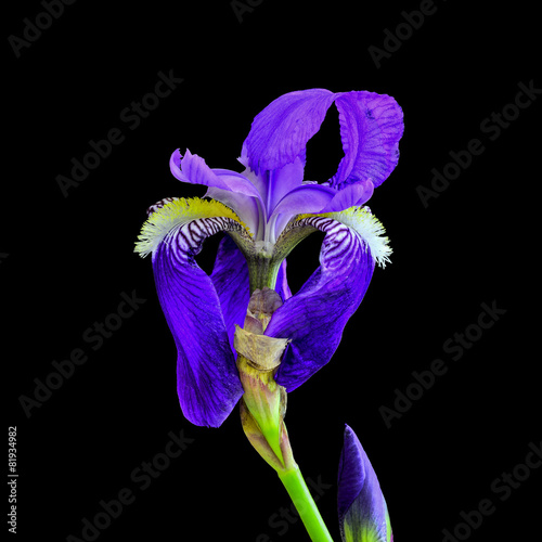 blue iris on black background