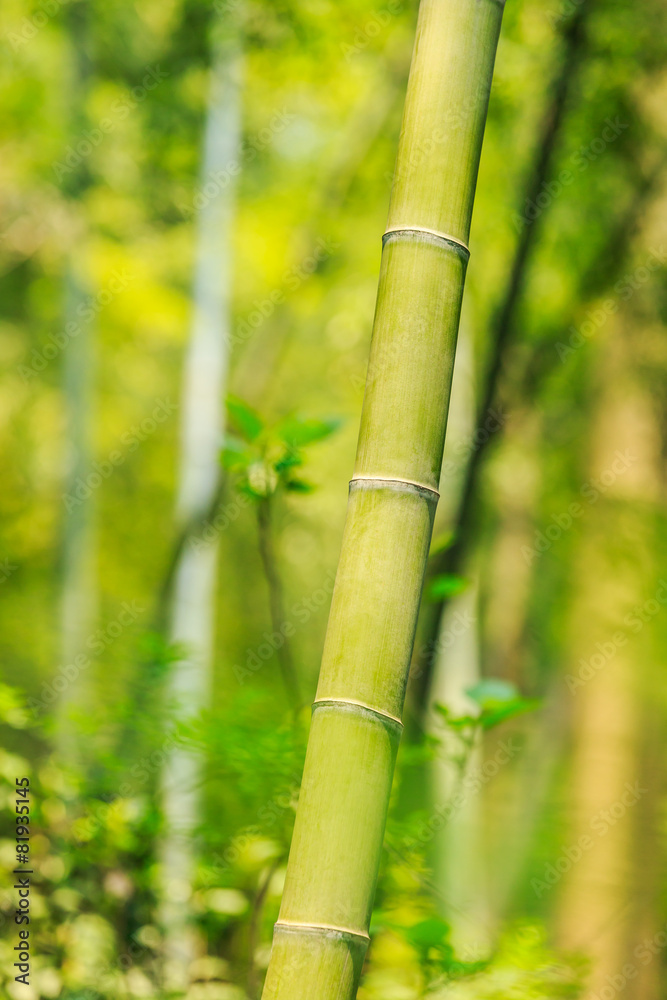 Bamboo forest Bamboo forest