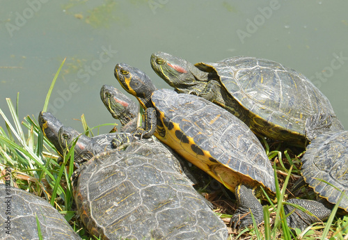 exotic turtles under the sun