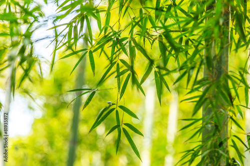 beautiful green bamboo forest