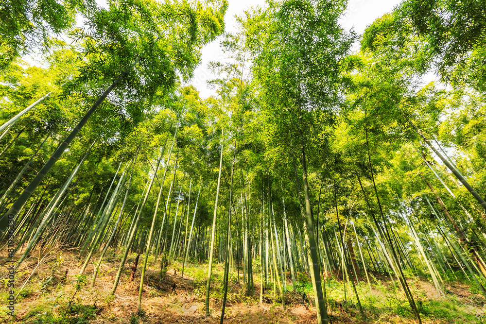 Bamboo forest Bamboo forest