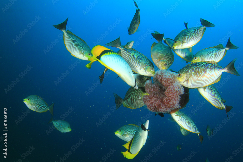 Rabbitfish eating Jellyfish underwater Rabbitfish eating Jellyfish underwater