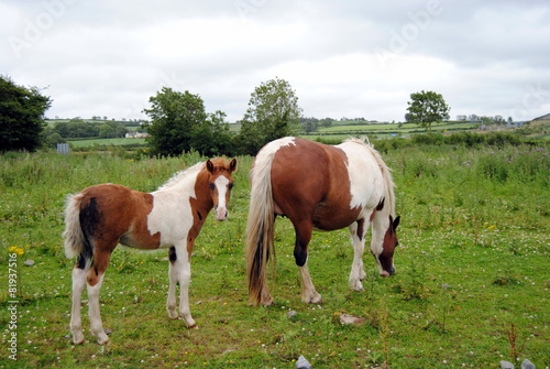 Caballos salvajes