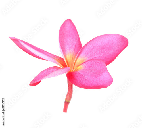 Blossom of red Plumeria flower, tropical flower, isolated on a w