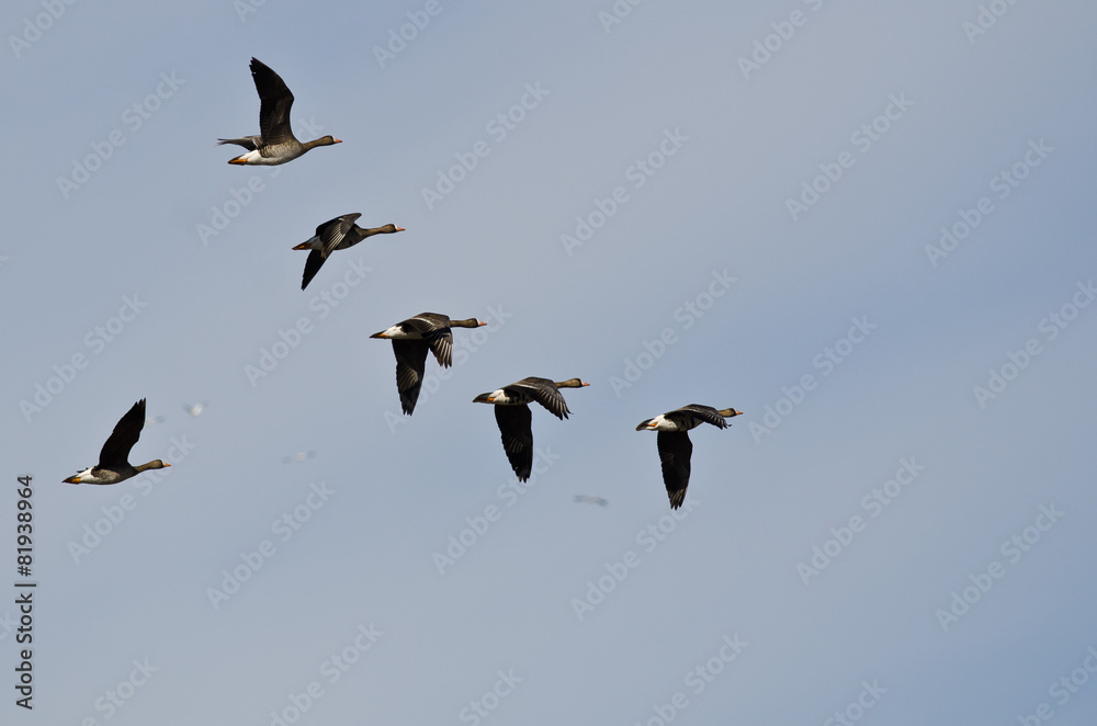 Flock of White-Fronted Geese Flying in a Cloudy Sky