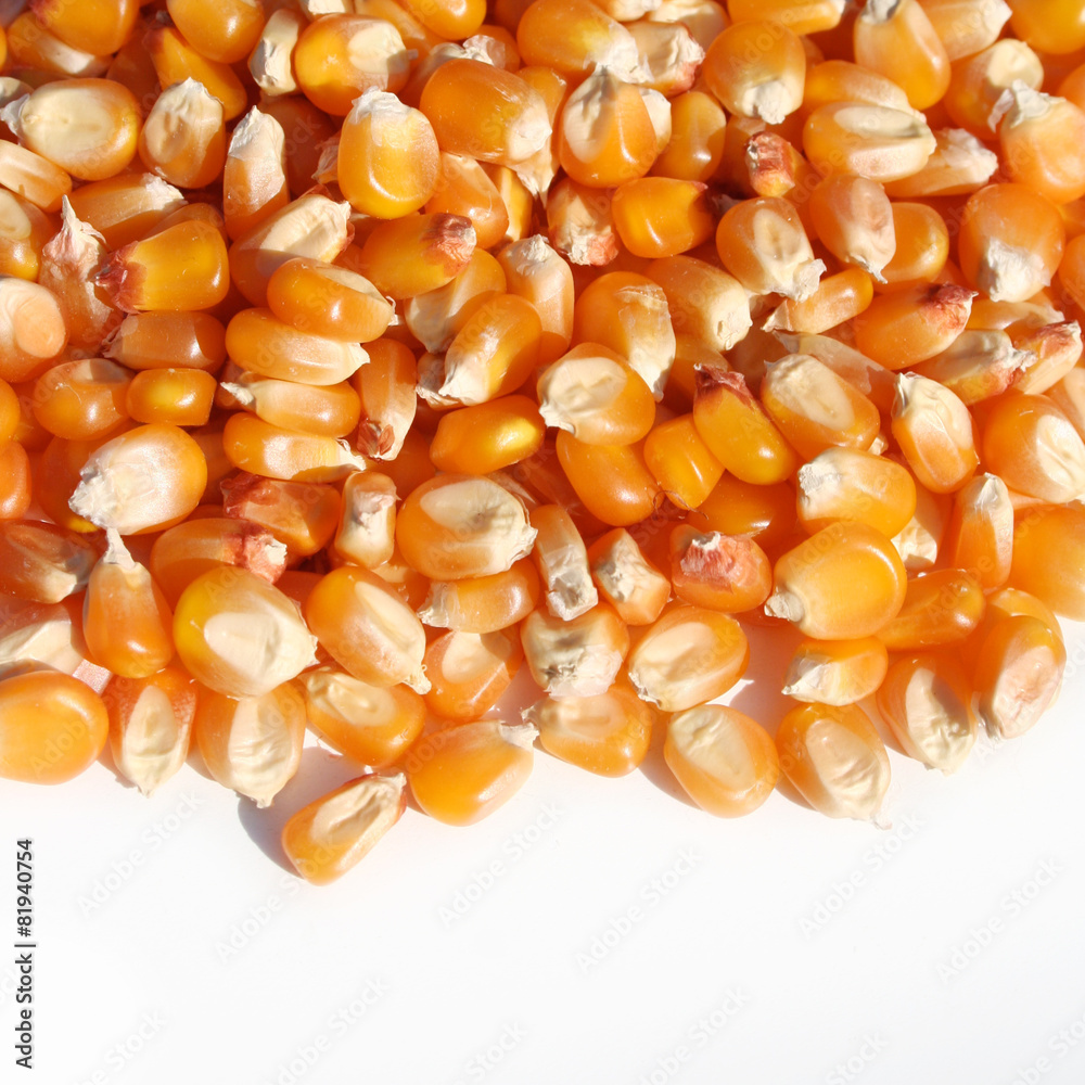 chicchi di mais giallo su sfondo bianco