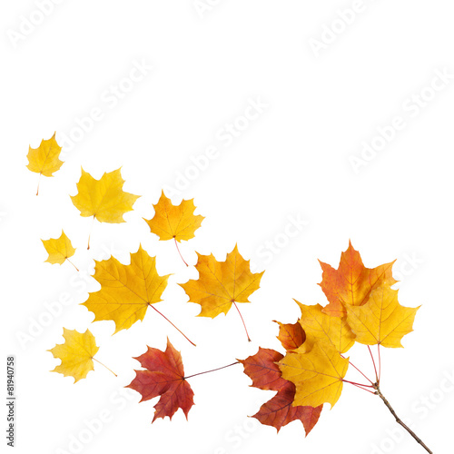 Autumn. golden leaves maple isolated.