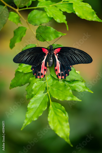 Red and black tropical butterfly resting on the green branch #81940971