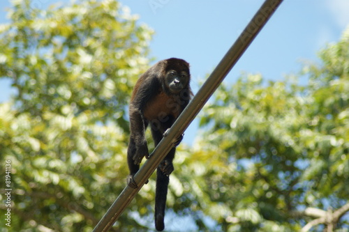 singe hurleur photo