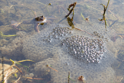 Frosch mit Laich photo