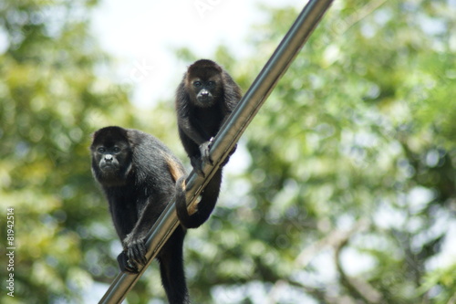 singe hurleur