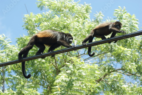 singe hurleur