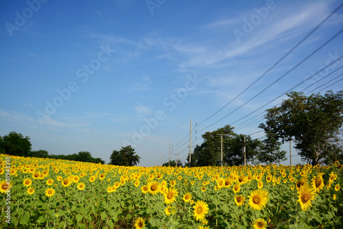 Blooming sunflower field on blue sky.