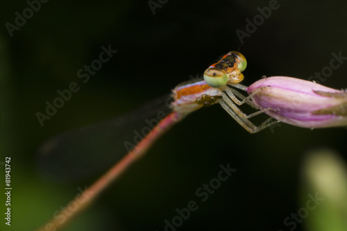 demselfly catching flower photo