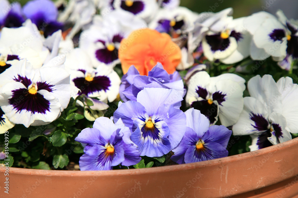 Flowering pansies in the spring rustic garden