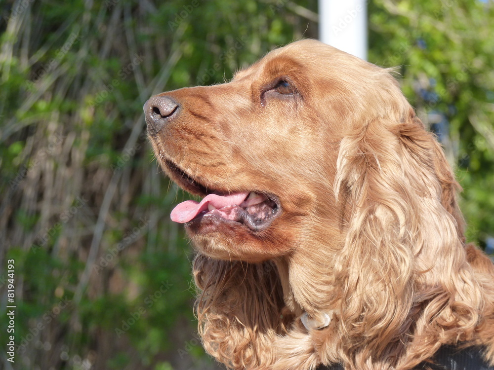 cocker spaniel cocker spaniel