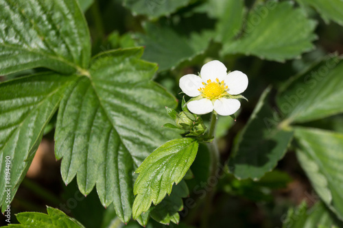 Erdbeerblüte