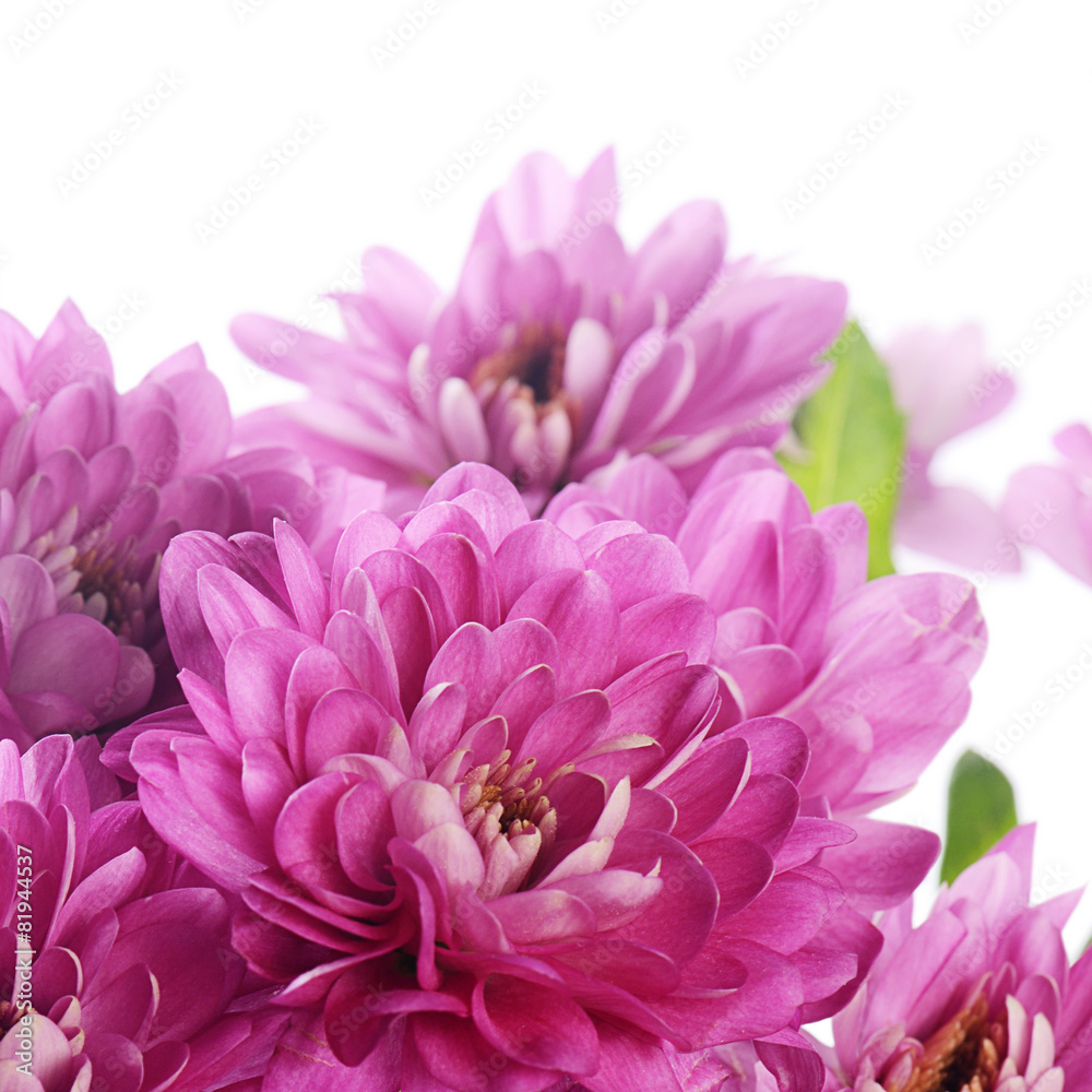 Flower pink chrysanthemums on a white background Flower pink chrysanthemums on a white background