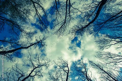 tree-top and sky