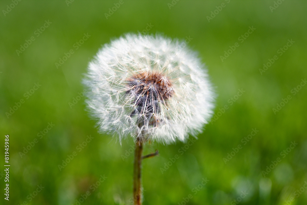 Dandelion on grassy background Dandelion on grassy background