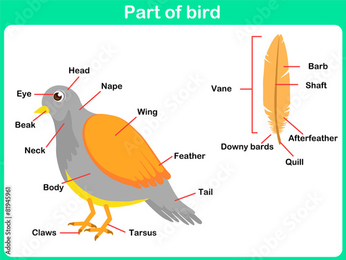 Leaning Parts of bird for kids -  Worksheet