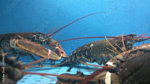 Lobsters