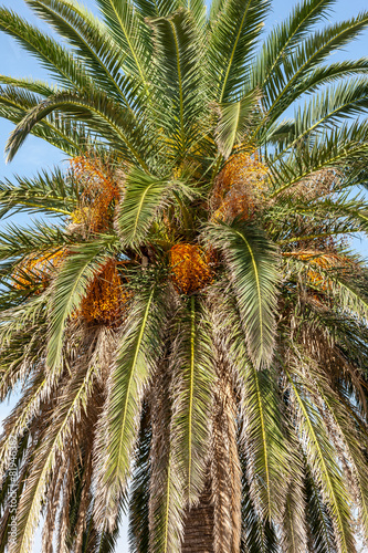 View of coconut palms in Montenegro, Balkans
