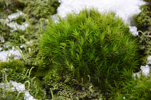 Moss and snow at the spring season. Closeup view